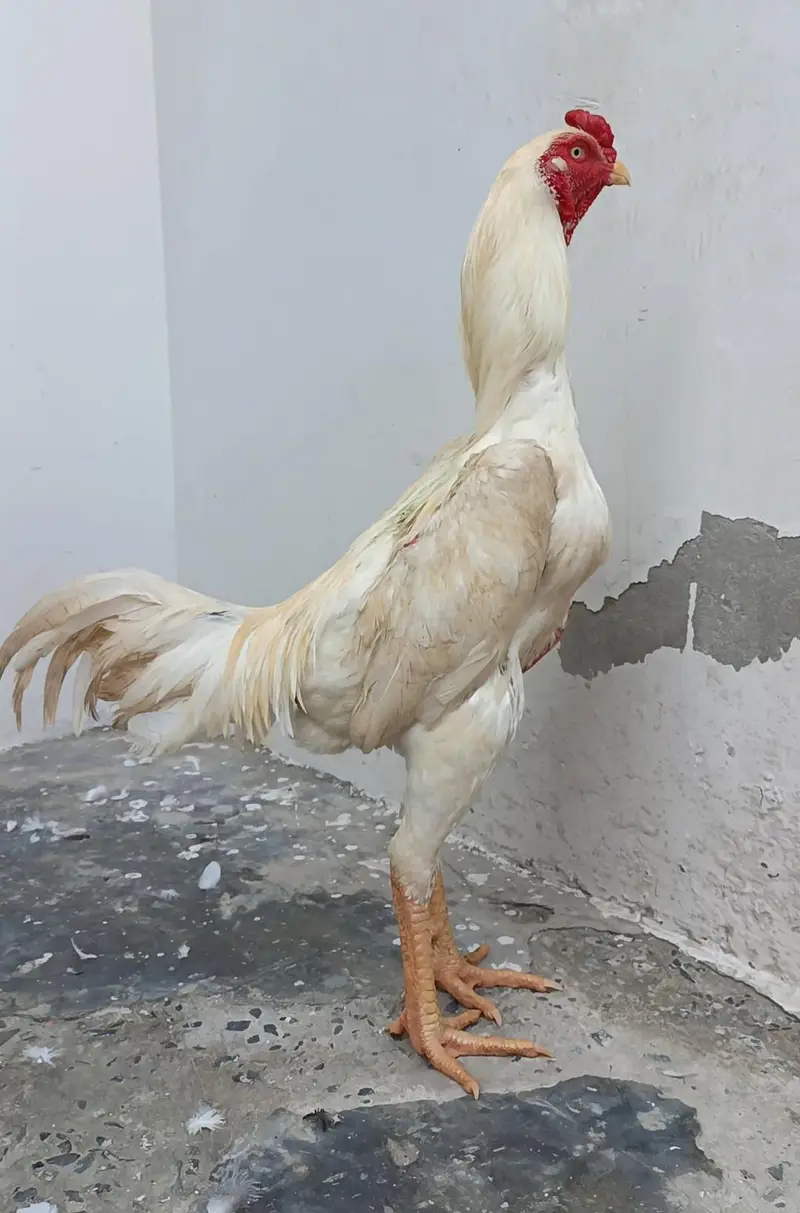 Pure Japanese Oh and Chu Shamo Pathy Age 6 months White , Coco , Lakha — photo 2