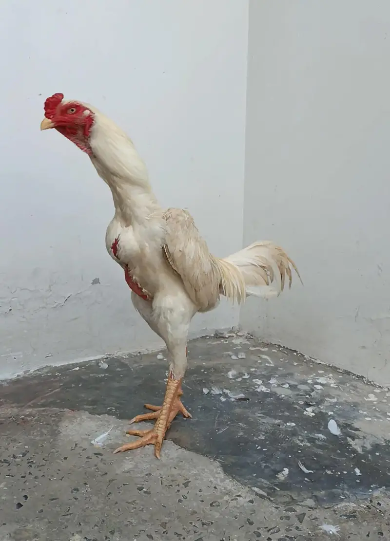 Pure Japanese Oh and Chu Shamo Pathy Age 6 months White , Coco , Lakha — photo 3