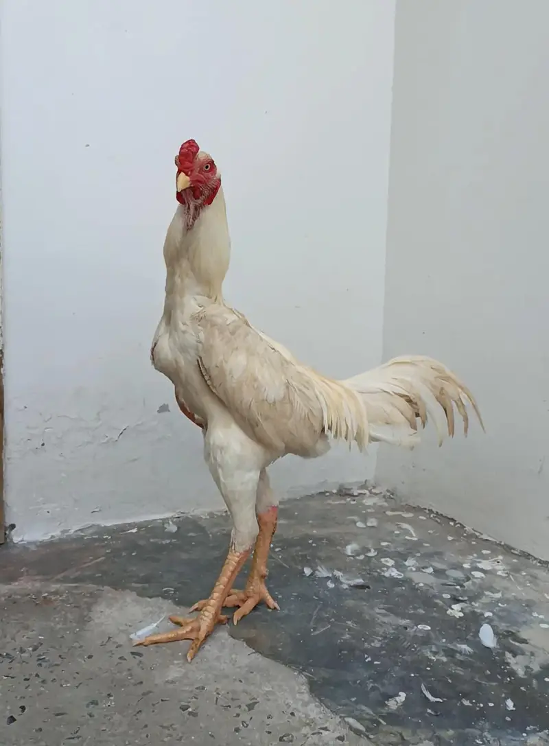 Pure Japanese Oh and Chu Shamo Pathy Age 6 months White , Coco , Lakha — photo 4