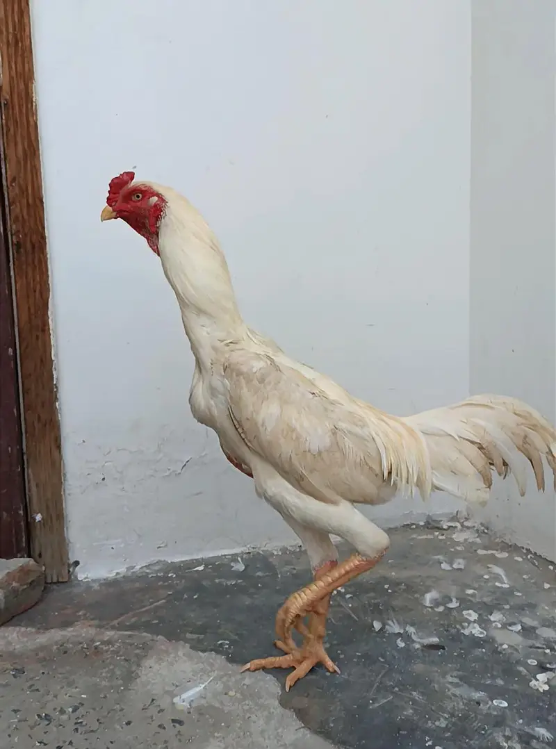Pure Japanese Oh and Chu Shamo Pathy Age 6 months White , Coco , Lakha — photo 5