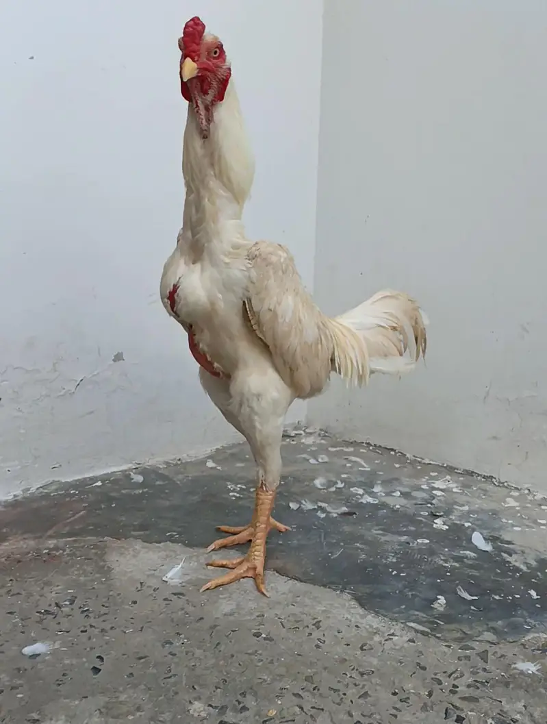 Pure Japanese Oh and Chu Shamo Pathy Age 6 months White , Coco , Lakha — photo 6
