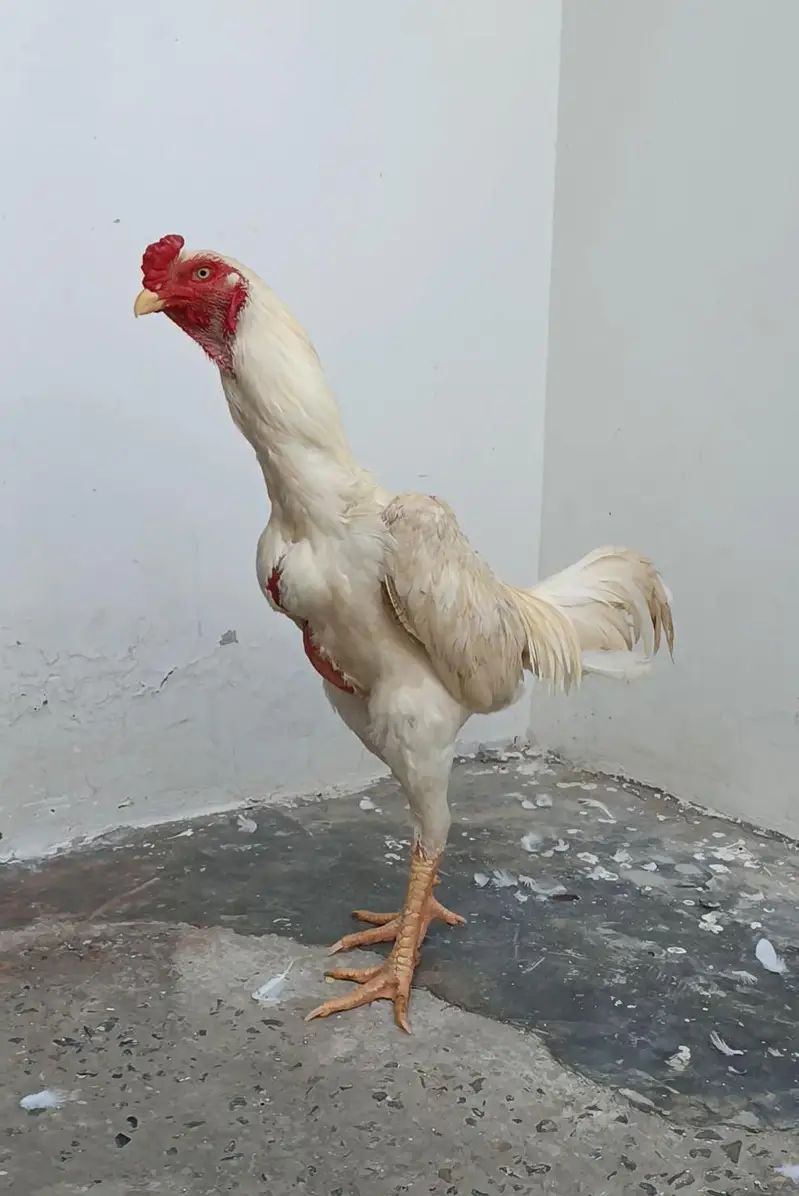 Pure Japanese Oh and Chu Shamo Pathy Age 6 months White , Coco , Lakha — photo 7