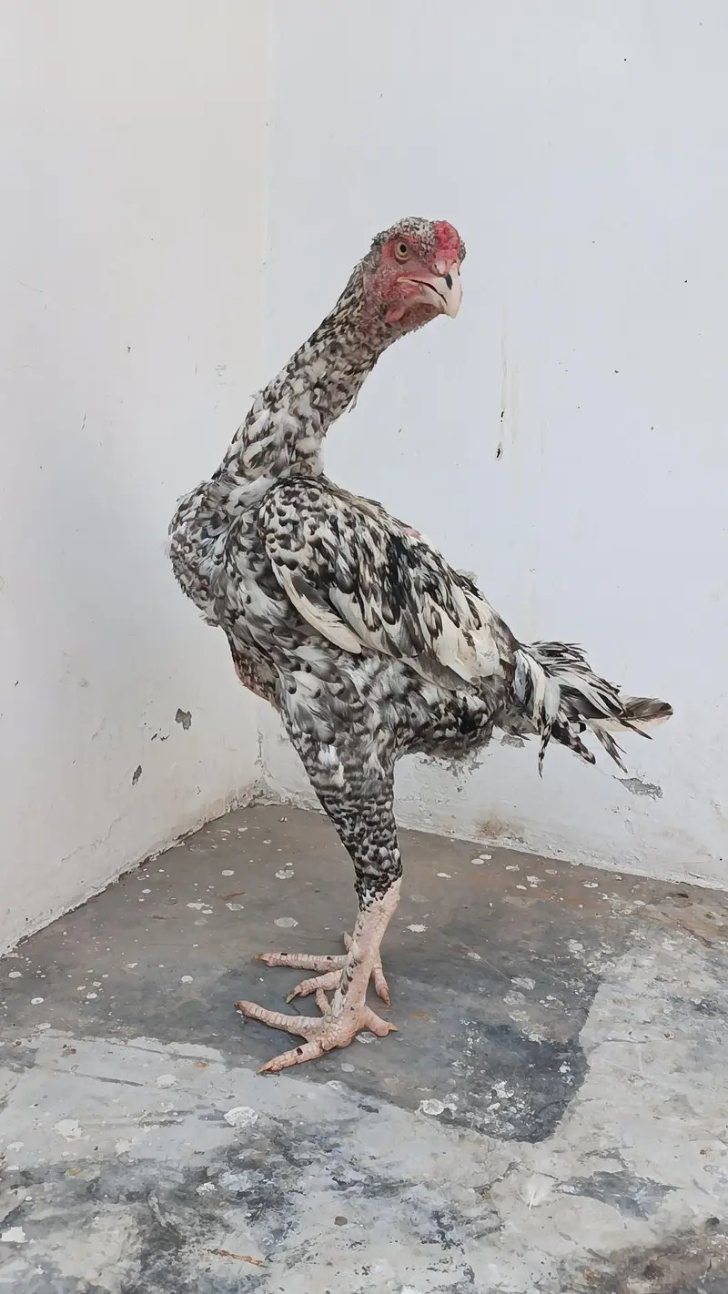 Pure Japanese Oh and Chu Shamo Pathy Age 6 months White , Coco , Lakha — photo 10