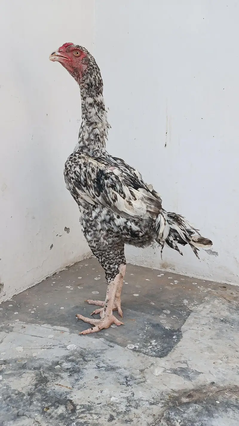 Pure Japanese Oh and Chu Shamo Pathy Age 6 months White , Coco , Lakha — photo 11