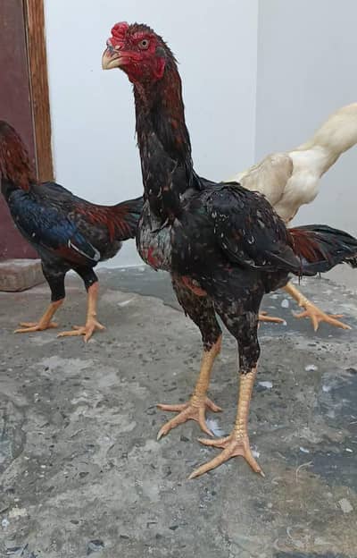 Pure Japanese Oh and Chu Shamo Pathy Age 6 months, Lakha color