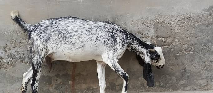 ghaban bakri makki cheeni