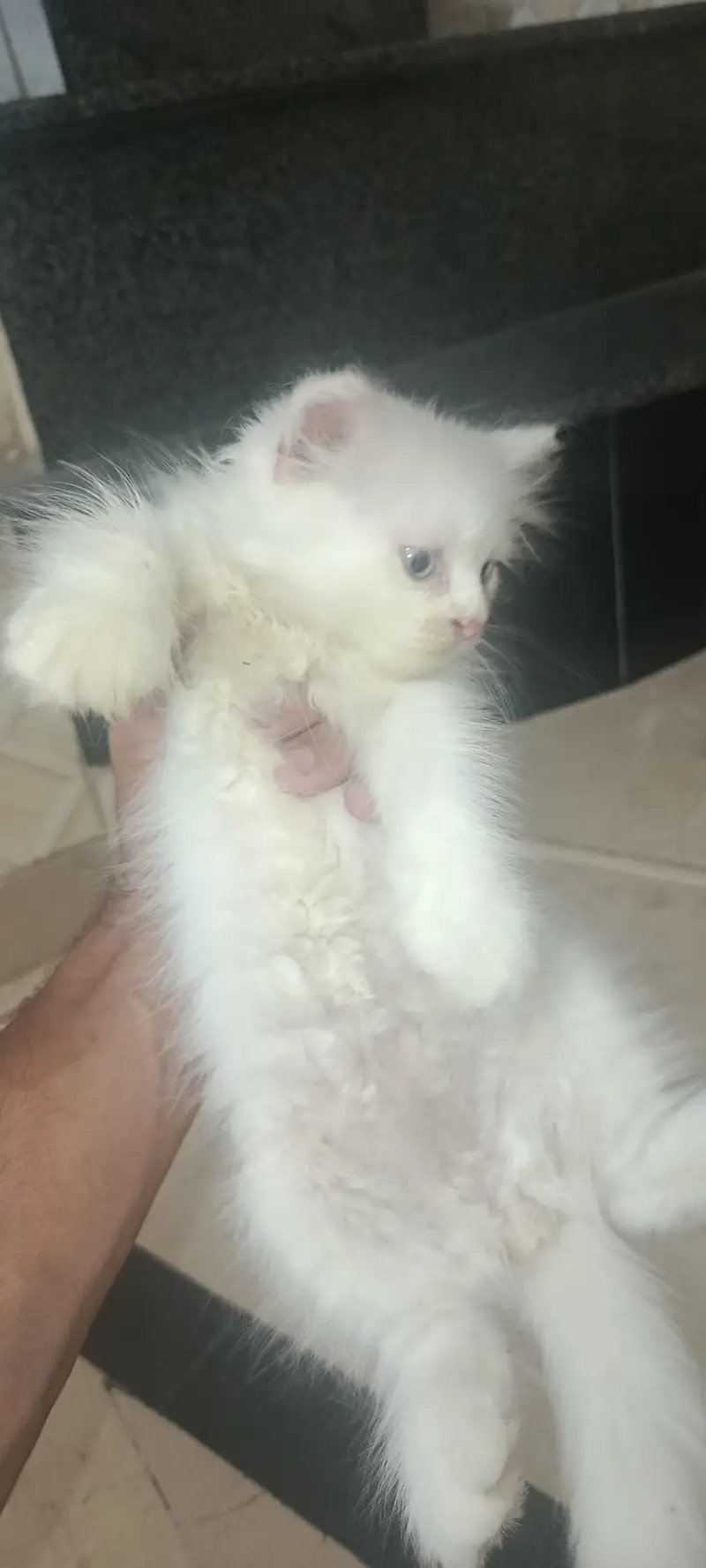 Persian cat with 1 blue eyes kitten — photo 2