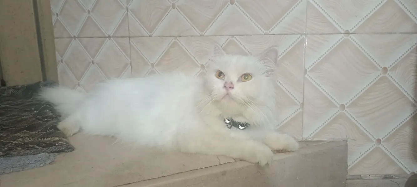 Persian cat with 1 blue eyes kitten — photo 3