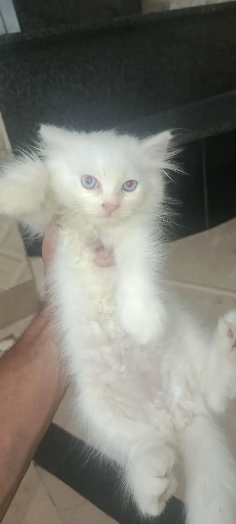 Persian cat with 1 blue eyes kitten — photo 4