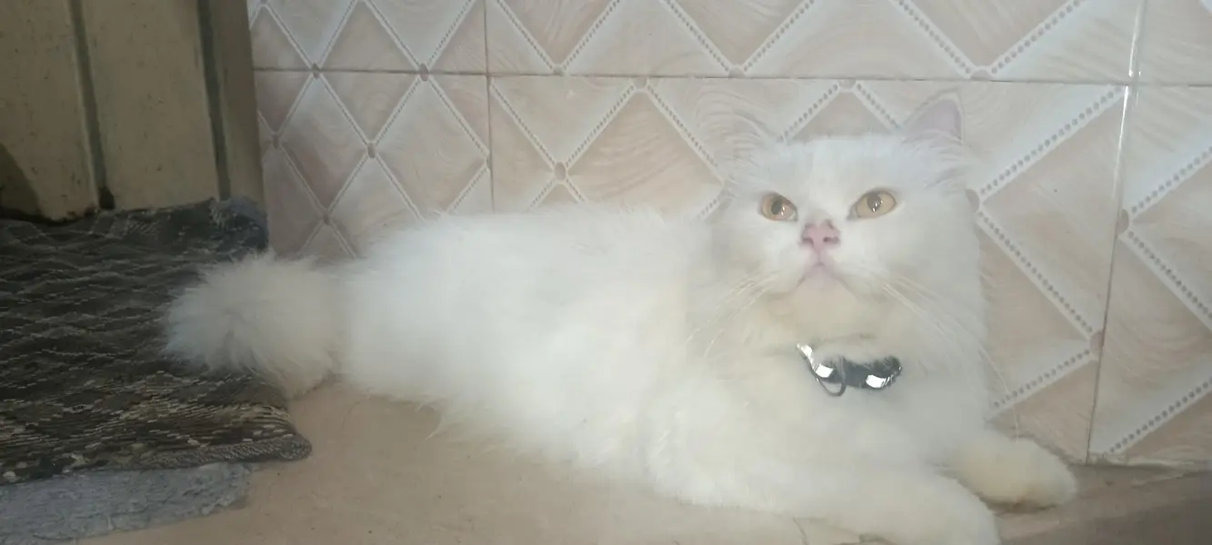 Persian cat with 1 blue eyes kitten — photo 5