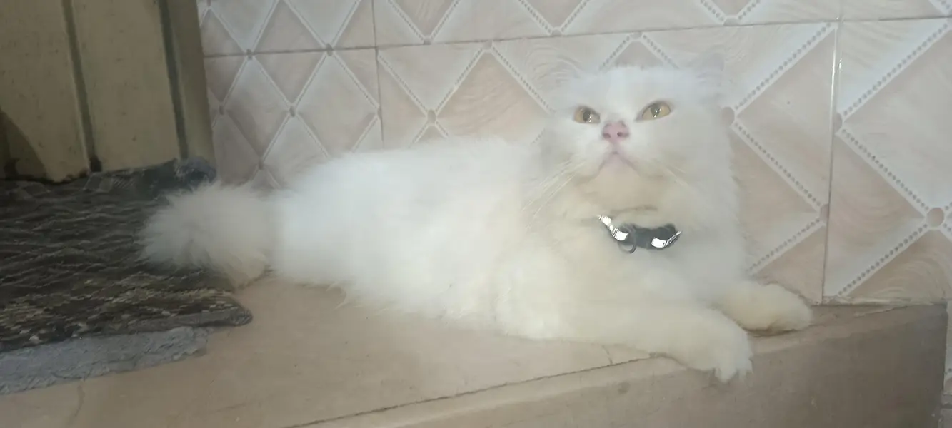 Persian cat with 1 blue eyes kitten — photo 6