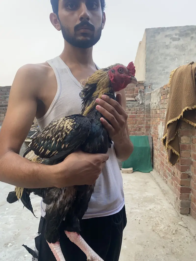 Jawa murga for sail hy jis bhi ko chaiyya rabta kr ly — photo 2