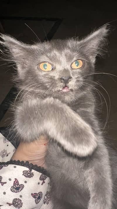 persion cat baby