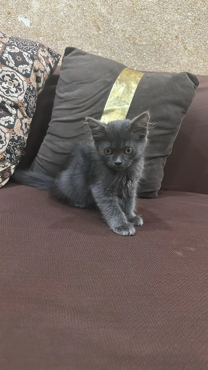 persion cat baby — photo 2