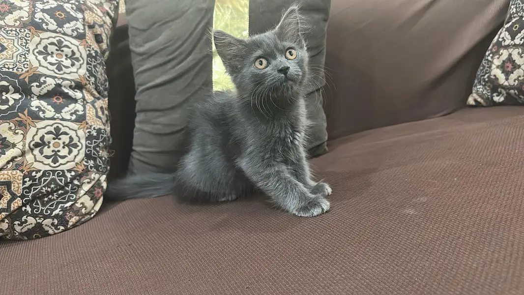 persion cat baby — photo 3