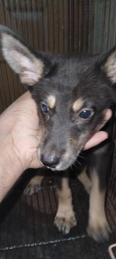 German Shepherd puppy available