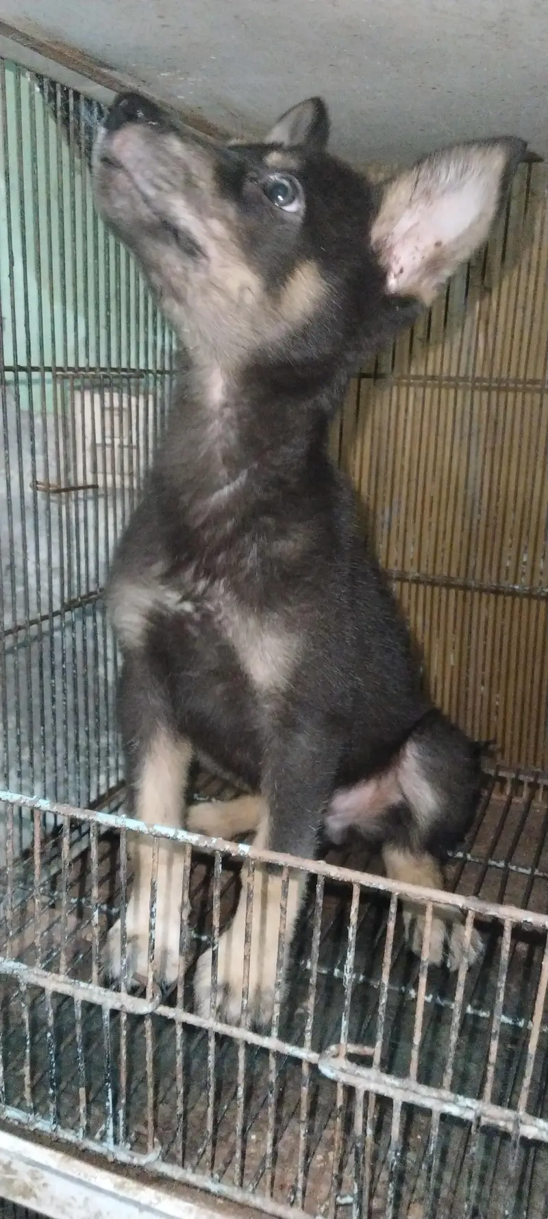 German Shepherd puppy available — photo 2