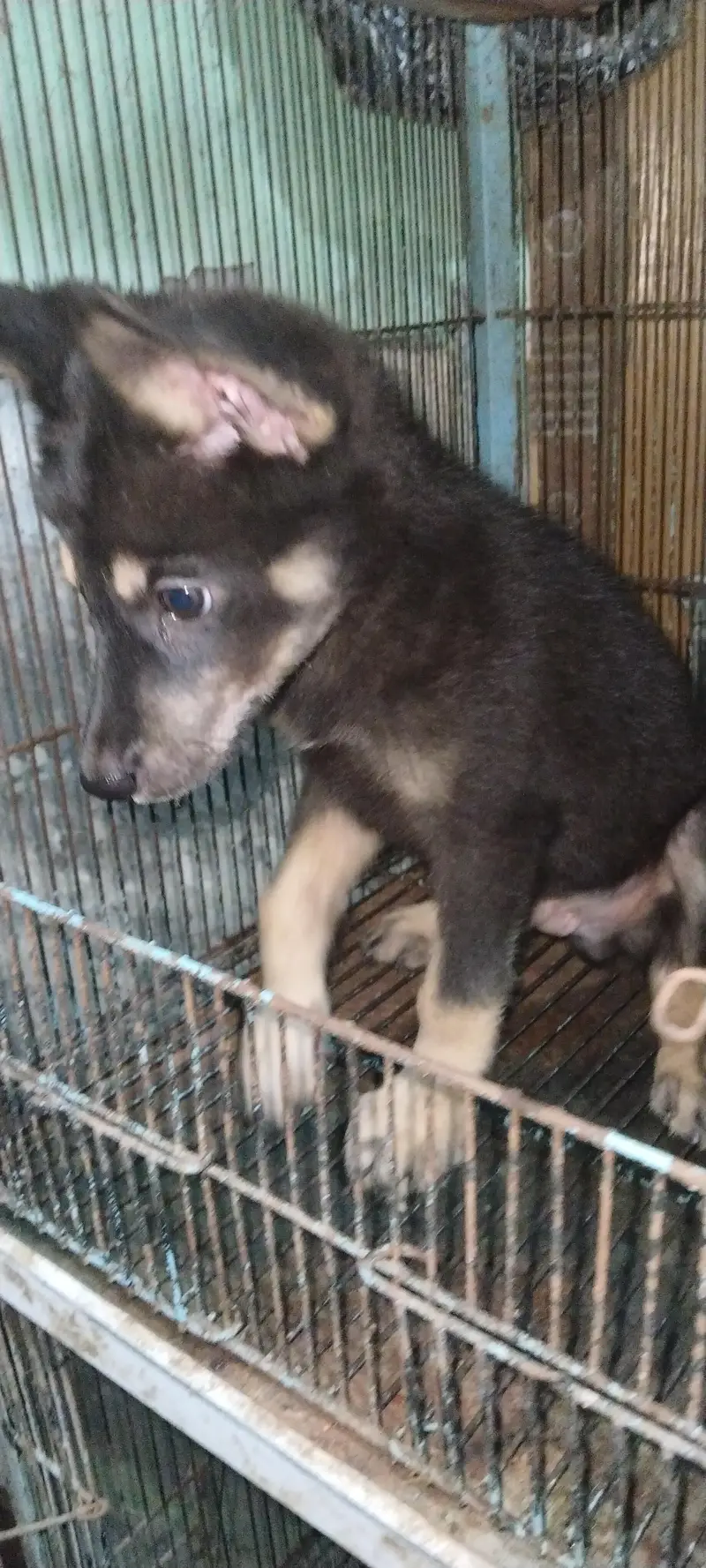 German Shepherd puppy available — photo 3