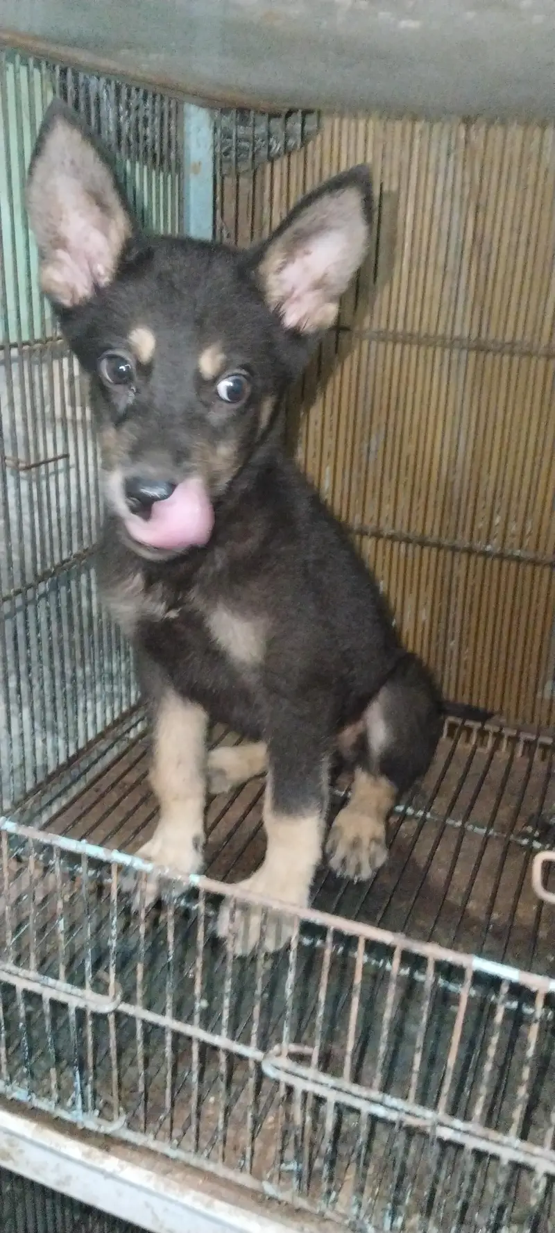 German Shepherd puppy available — photo 4
