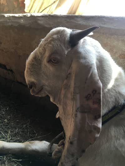 Breed Gulabi