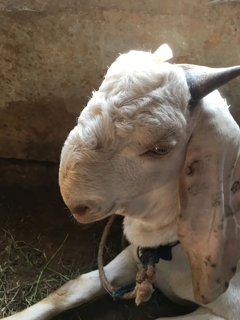 Breed Gulabi — photo 2