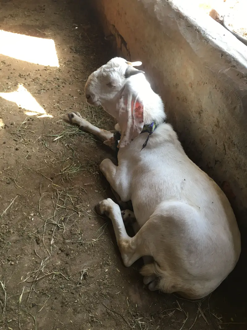 Breed Gulabi — photo 3