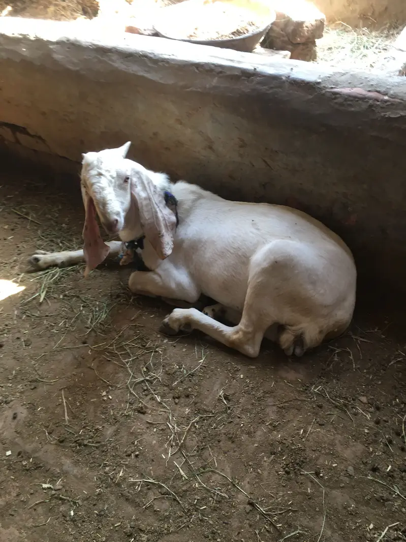 Breed Gulabi — photo 4