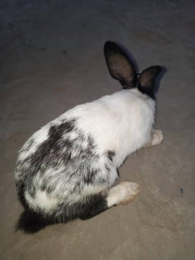 Healthy & Active Black & White Rabbits (8 Months Old Pairs)