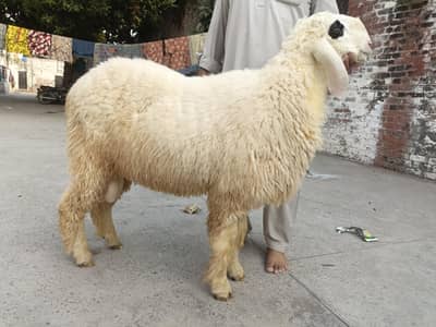 Chatry for sale