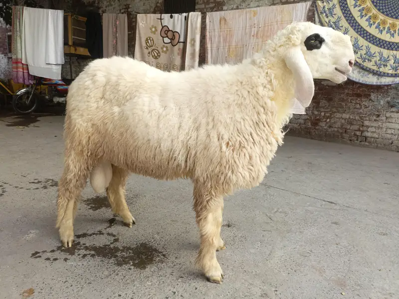 Chatry for sale — photo 3