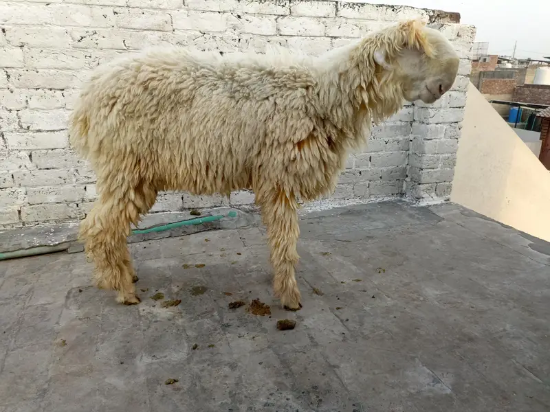 Chatry for sale — photo 6