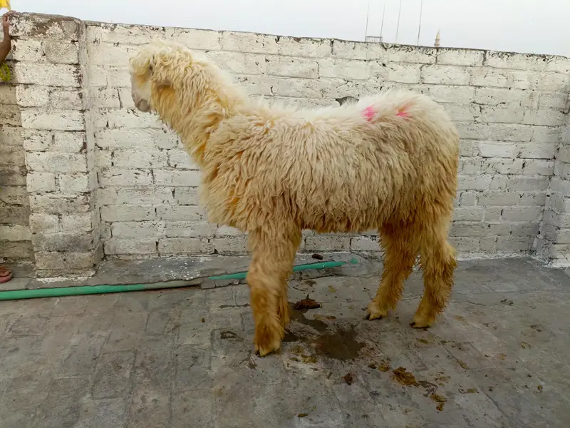Chatry for sale — photo 10