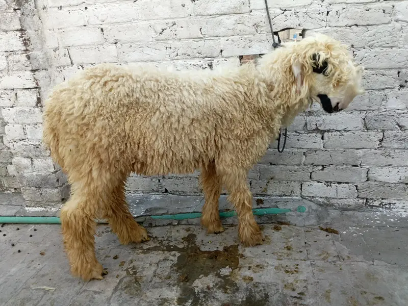 Chatry for sale — photo 11