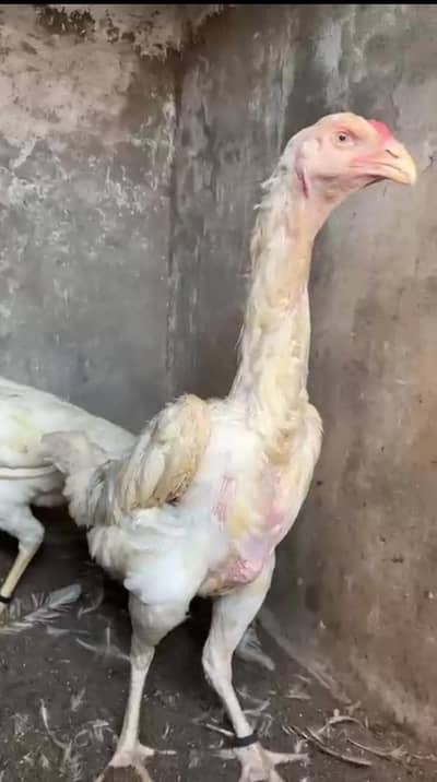 Shamoo Females