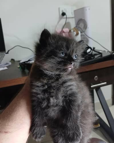 kittens for adoption