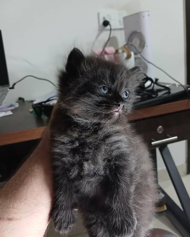 kittens for adoption 0