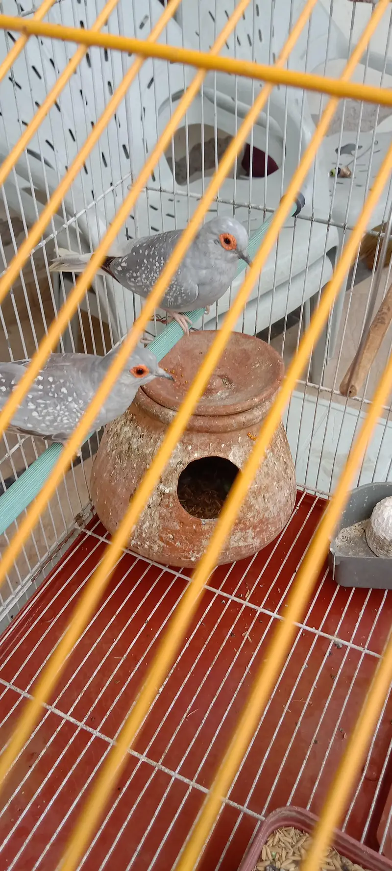 diamond breeder dove pair with cage for sale — photo 5
