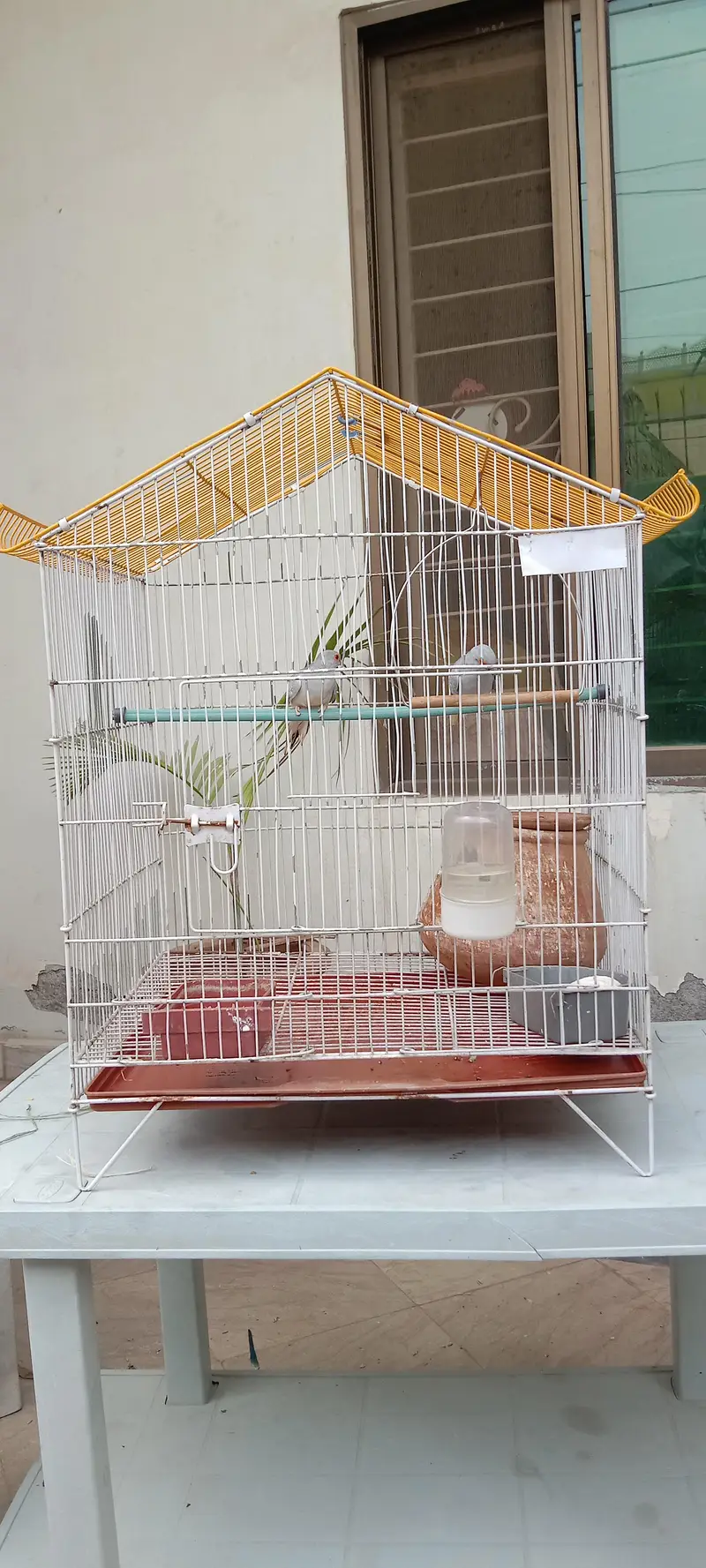 diamond breeder dove pair with cage for sale — photo 9