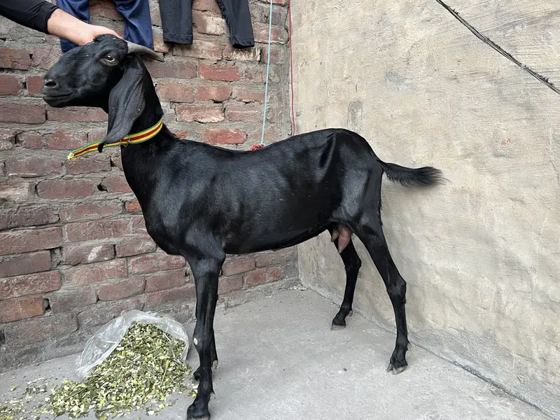 long wale and height bakri black color — photo 2