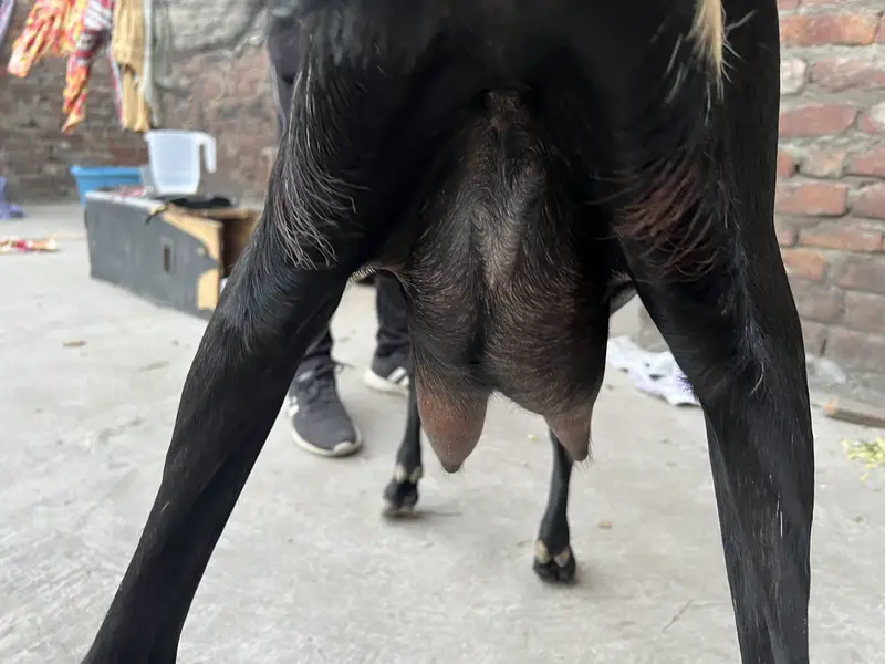 long wale and height bakri black color — photo 3