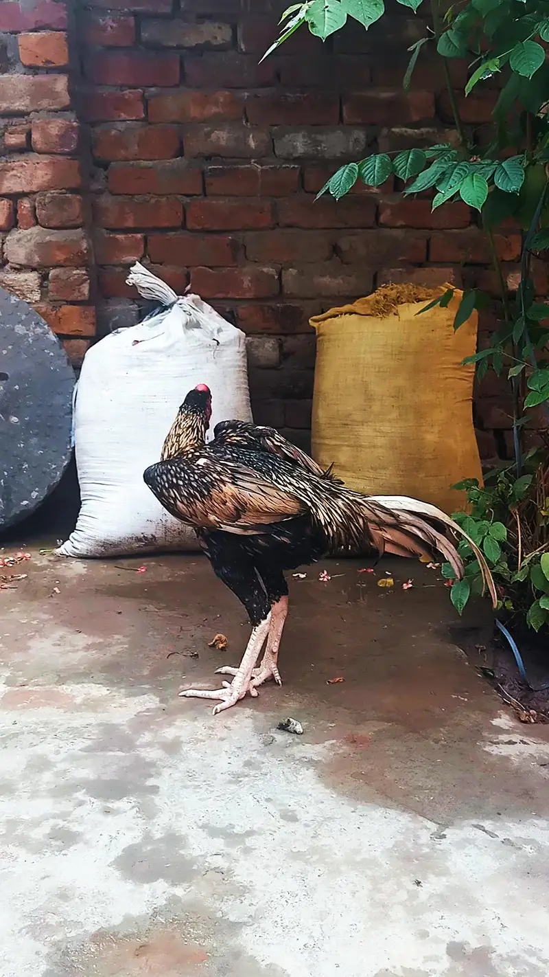 bahad mazboot ptha — photo 5