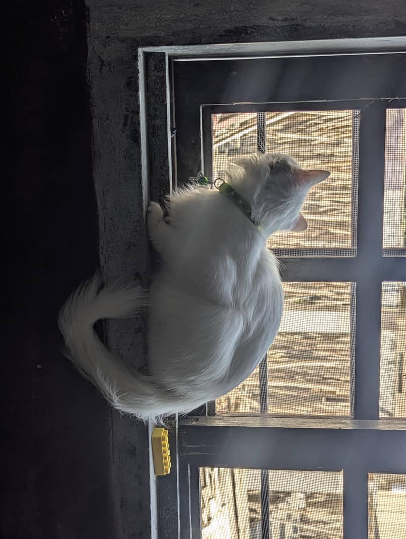 Persian 0