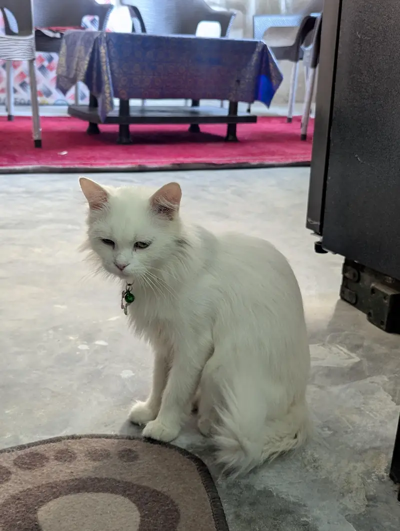 Persian — photo 2