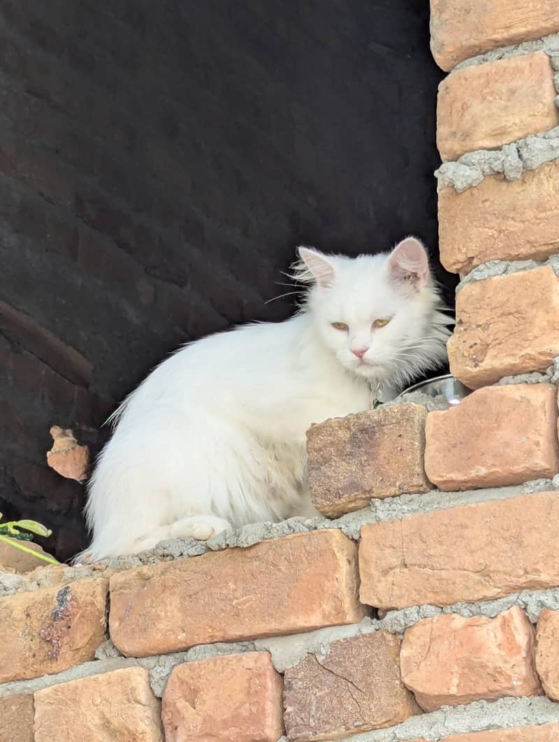 Persian 2