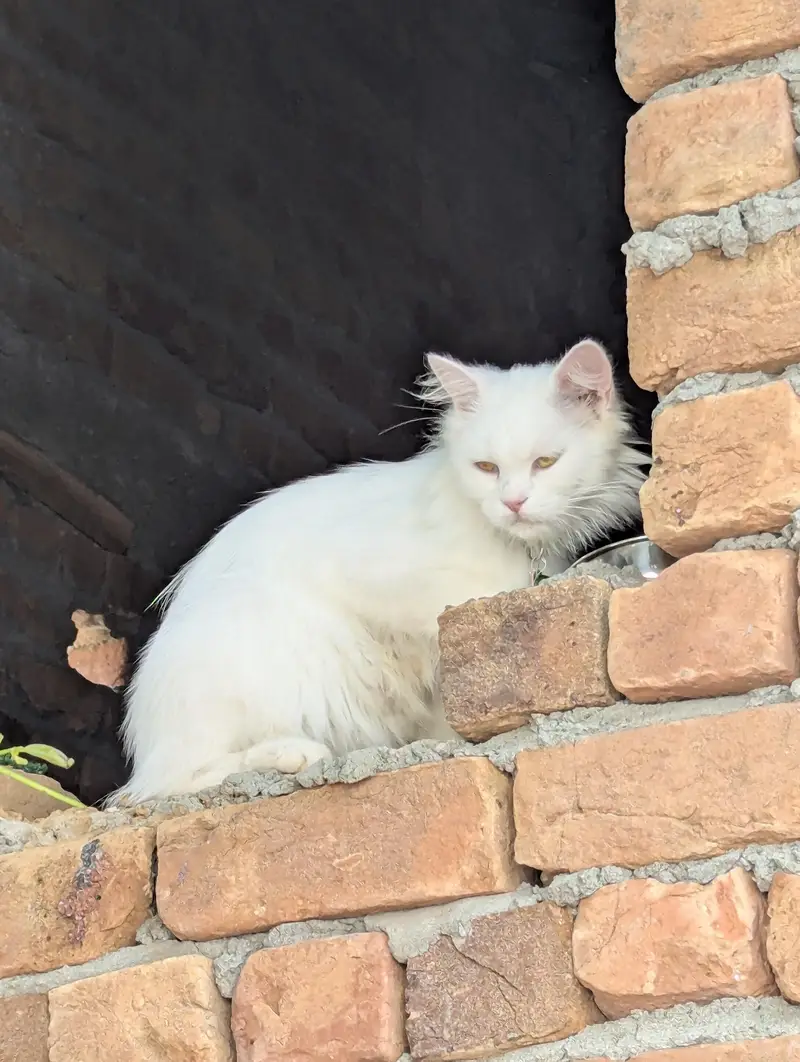 Persian — photo 3