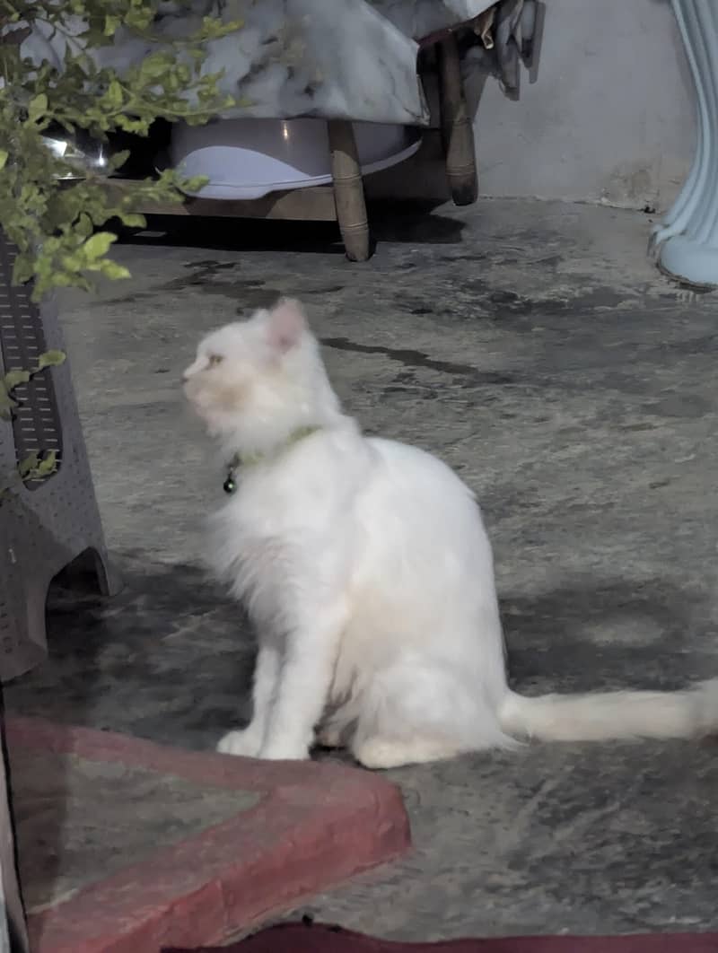 Persian 3
