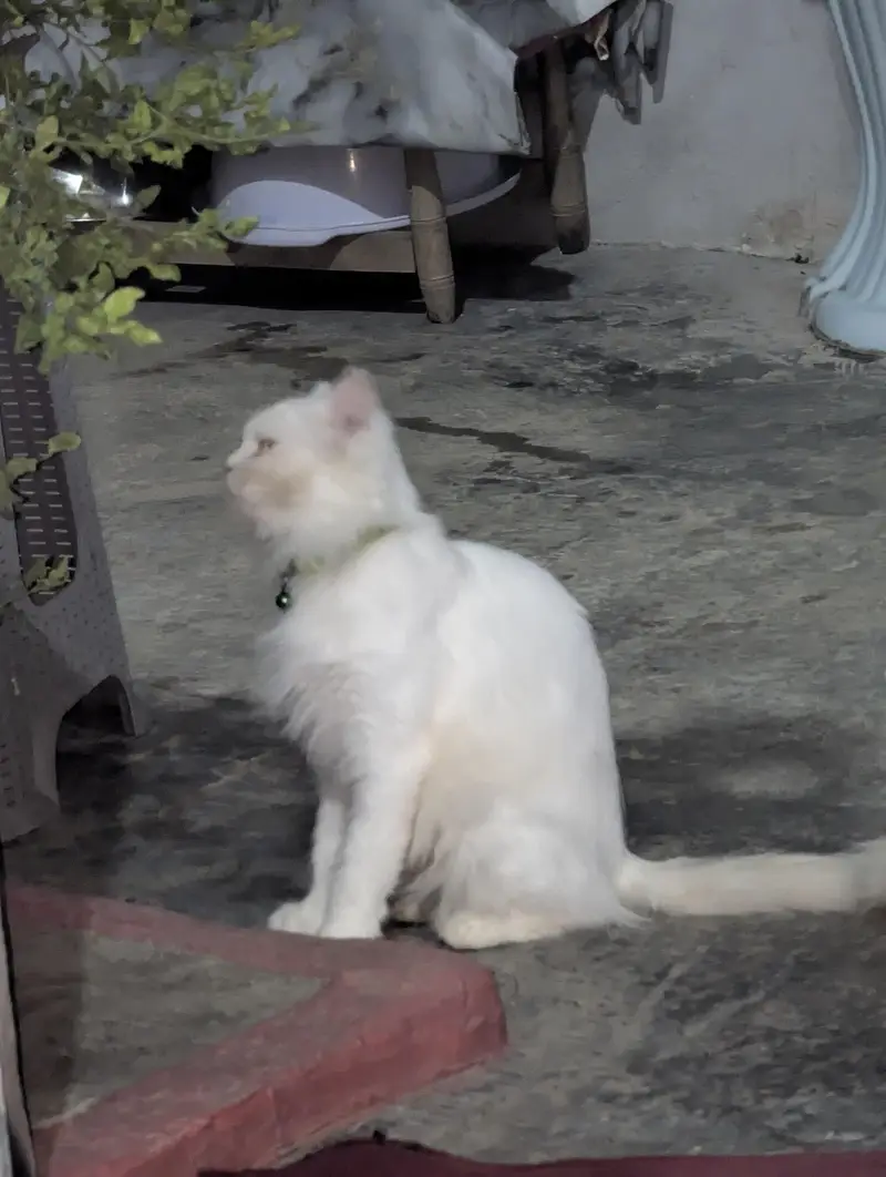 Persian — photo 4