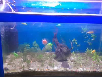 Planted aquarium for sale with imported things