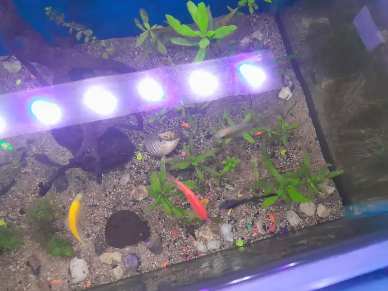 Planted aquarium for sale with imported things — photo 2