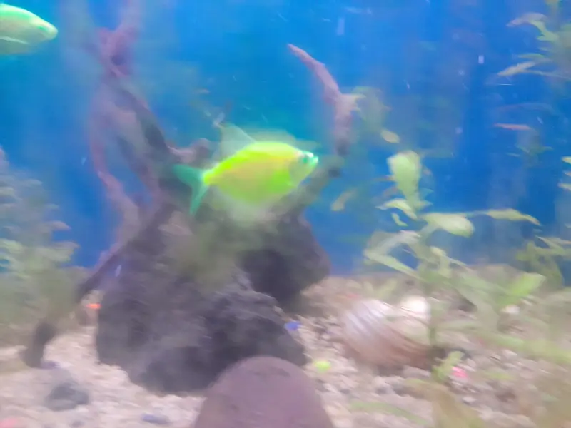 Planted aquarium for sale with imported things — photo 5
